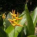 image005